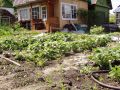 Как избежать перегрева: важные рекомендации по огородным работам летом