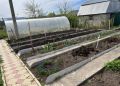 Какие растения помогут вернуть жизнь вашему огороду