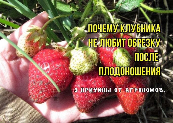 Тайны обрезки клубники: что нужно знать, чтобы получить лучший урожай