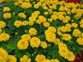 Город в цвете: что высаживают на клумбах Калининграда