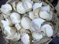 Яичная скорлупа и уксус: секреты натурального удобрения для сада