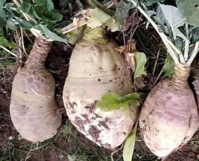 Кормовая брюква куузику: непревзойденный урожай с минимальными затратами
