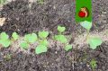 ������� ��������� ����������� ������: ��� ������� ������ ��� �������� ������