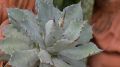 Агава: элегантные сорта для домашнего уюта и их лёгкий уход