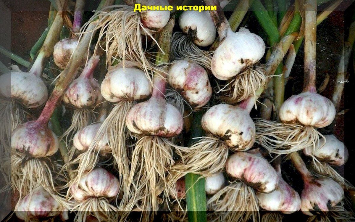 Когда пора убирать чеснок: полезные советы по уходу и хранению