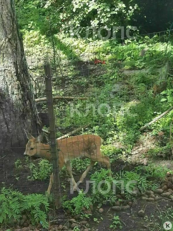 В Краснознаменске лесничий спас косулёнка, который два дня прятался во дворе дома