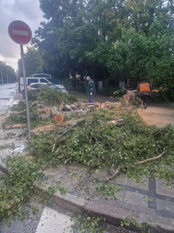 Поваленные деревья, битые машины и дома без света: в Калининградской области бушует шторм «Бернадетт» Поваленные деревья, битые машины и дома без света: в Калининградской области бушует шторм «Бернадетт»