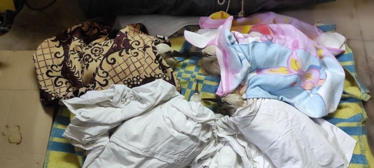 Ураган в Калининградской области снёс гнёзда аистов: птенцы нуждаются в помощи