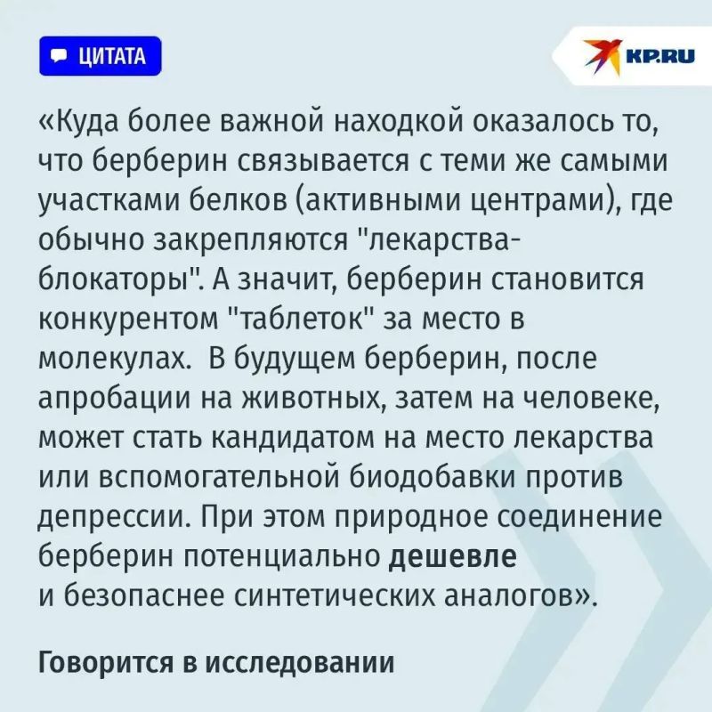 Учёные нашли в барбарисе вещество, которое может помочь в борьбе с депрессией Учёные нашли в барбарисе вещество, которое может помочь в борьбе с депрессией