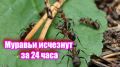 ��� �������� ��������: ������� � ������ ��� �������� 2025 ����