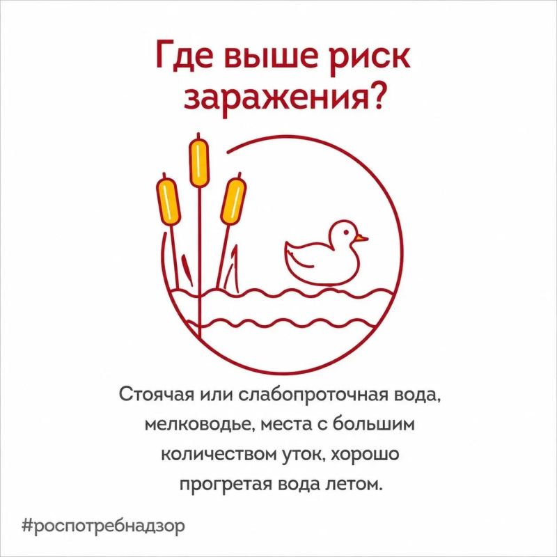 Роспотребнадзор предупреждает о рисках заражения церкариальным дерматитом (зуд купальщика), вызванным личинками шистосомы Роспотребнадзор предупреждает о рисках заражения церкариальным дерматитом (зуд купальщика), вызванным личинками шистосомы