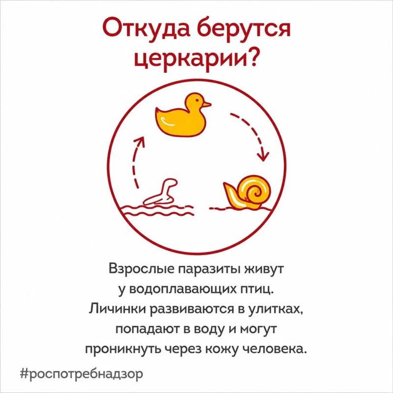 Роспотребнадзор предупреждает о рисках заражения церкариальным дерматитом (зуд купальщика), вызванным личинками шистосомы Роспотребнадзор предупреждает о рисках заражения церкариальным дерматитом (зуд купальщика), вызванным личинками шистосомы