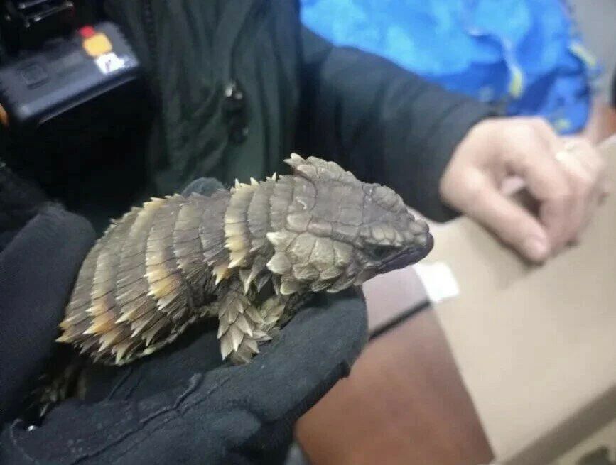 В Польшу из Калининграда пытались вывезти 37 редких ящериц В Польшу из Калининграда пытались вывезти 37 редких ящериц