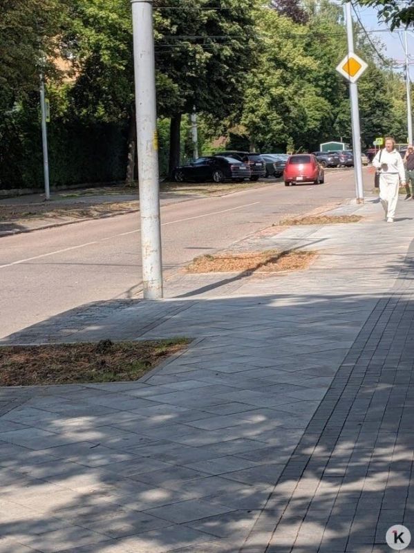 Снесённые липы на проспекте Победы оказались аварийными Снесённые липы на проспекте Победы оказались аварийными