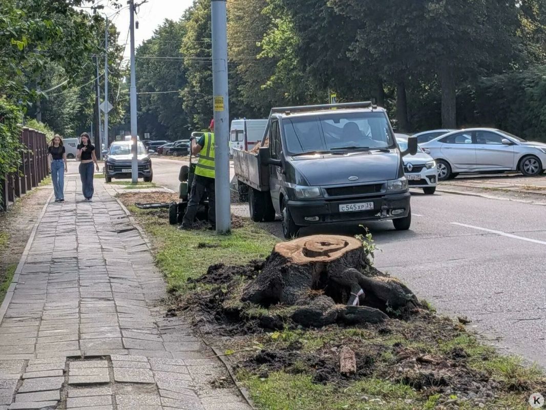 Снесённые липы на проспекте Победы оказались аварийными Снесённые липы на проспекте Победы оказались аварийными