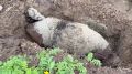 В Нестеровском округе нашли 100-килограммовую авиабомбу времён войны