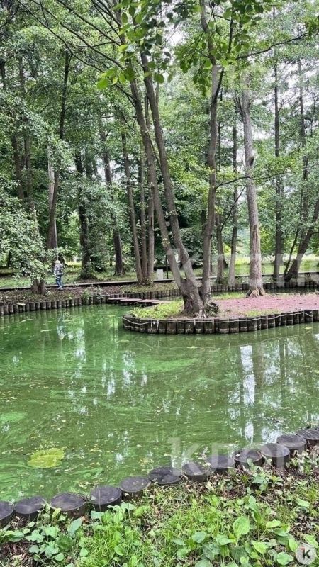 В Зеленоградске пруд Тортилы зацвёл и стал источать сказочное зловоние В Зеленоградске пруд Тортилы зацвёл и стал источать сказочное зловоние