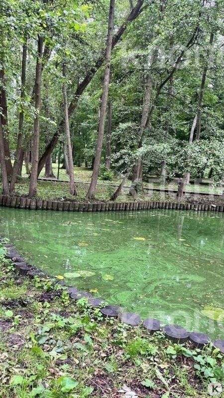 В Зеленоградске пруд Тортилы зацвёл и стал источать сказочное зловоние В Зеленоградске пруд Тортилы зацвёл и стал источать сказочное зловоние