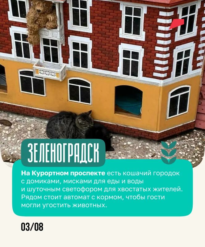Янтарь, дюны и коты — всё это ждёт путешественников в Калининградской области Янтарь, дюны и коты — всё это ждёт путешественников в Калининградской области