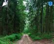 В нашей области с начала года не допустили ни одного лесного пожара