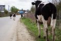 Владельцы скота в Черняховском и Озёрском районах отказались от обязательных ветеринарных обработок