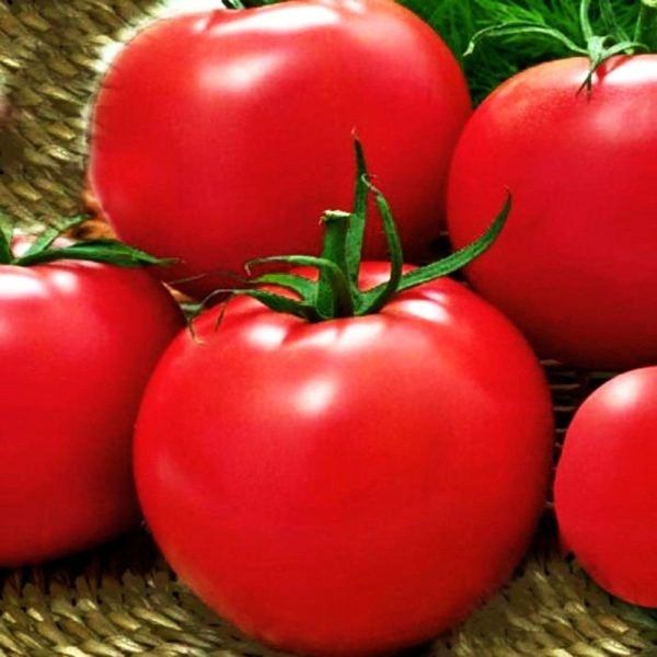 Сибирская сказка – уникальный томат для сложных условий