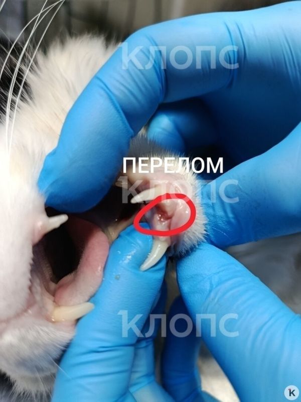 Жители посёлка Отважное в Багратионовском районе спасают дворового кота со сломанной челюстью Жители посёлка Отважное в Багратионовском районе спасают дворового кота со сломанной челюстью