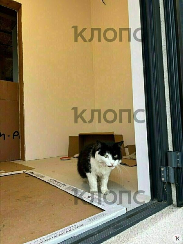 Жители посёлка Отважное в Багратионовском районе спасают дворового кота со сломанной челюстью Жители посёлка Отважное в Багратионовском районе спасают дворового кота со сломанной челюстью