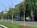 Побелка стволов деревьев: старый метод защиты с новым взглядом