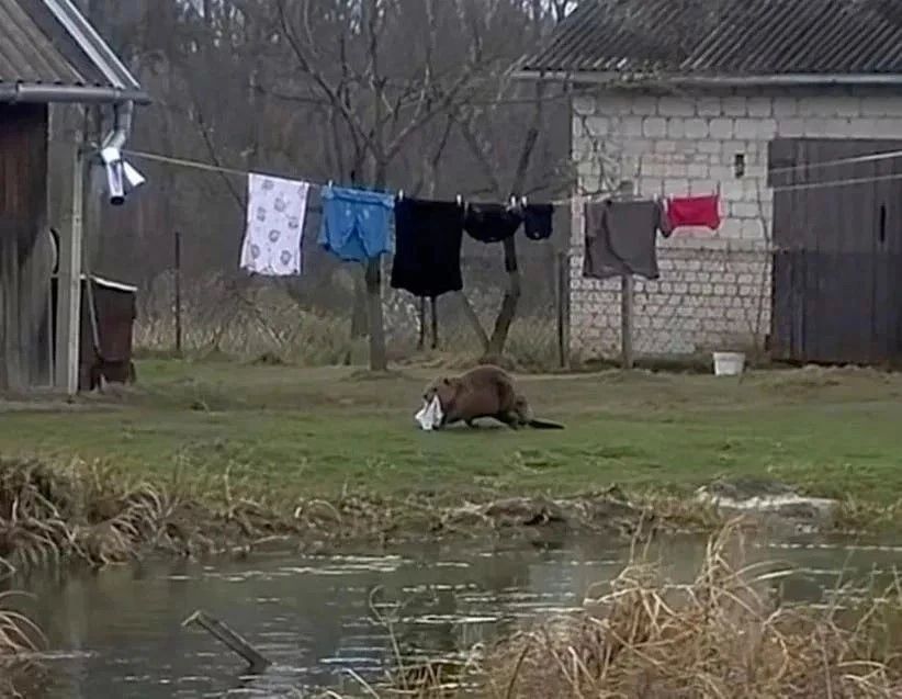 В Польше бобр повадился воровать у мужчины трусы и носки