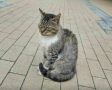 В Зеленоградске уличный кот защитил голубей от нападения собаки