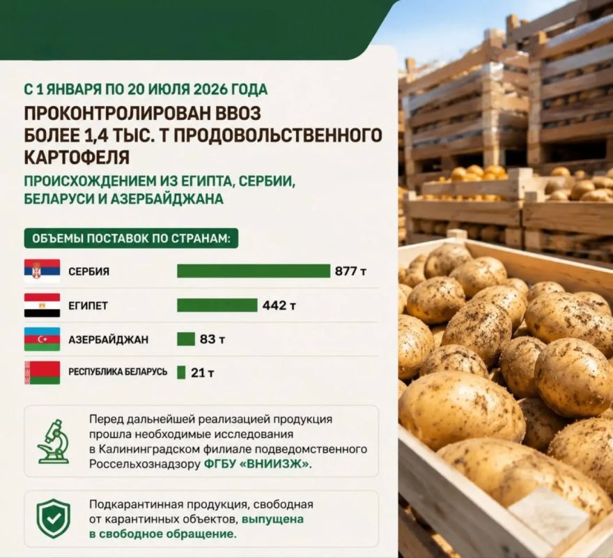 Россельхознадзор проконтролировал ввоз более 1,4 тысячи тонн импортного картофеля