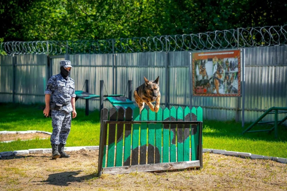 Бельгийскую овчарку из Калининграда признали лучшей патрульно-розыскной и самой послушной собакой в СЗФО Бельгийскую овчарку из Калининграда признали лучшей патрульно-розыскной и самой послушной собакой в СЗФО