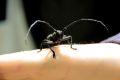��� ������ �������� ���� (Monochamus galloprovincialis)