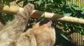 Сбышек едет на дачу. По утрам этим летом ленивец неспешно двигается на улицу