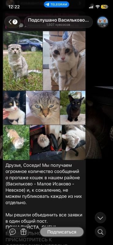 В посёлках Малое Исаково и Васильково таинственно исчезли больше десяти домашних котов В посёлках Малое Исаково и Васильково таинственно исчезли больше десяти домашних котов