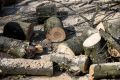 В городском парке Багратионовска погиб рабочий, который занимался обрезкой деревьев