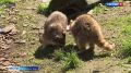 Чем короче световой день, тем короче рабочий у мохнатых, пернатых и клыкастых