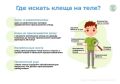 Где искать клеща на теле?. Простой, но действенный метод профилактики, который поможет предотвратить присасывание клеща это само- и взаимоосмотры