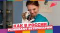 Главные защитники пушистых пациентов