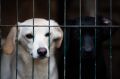 В России запустят госсервис, через который можно будет забрать животное из приюта