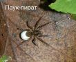 Знакомьтесь: паук-пират — хищник, который сам идёт за добычей