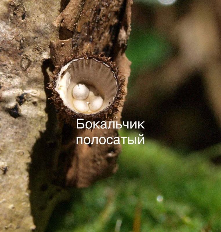 В Виштынецком парке показали необычные грибы, которые появились благодаря дождям