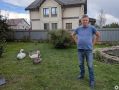 Семья волонтёра «Биосферы Балтики» приютила у себя дома в Волочаевском осиротевших лебедят