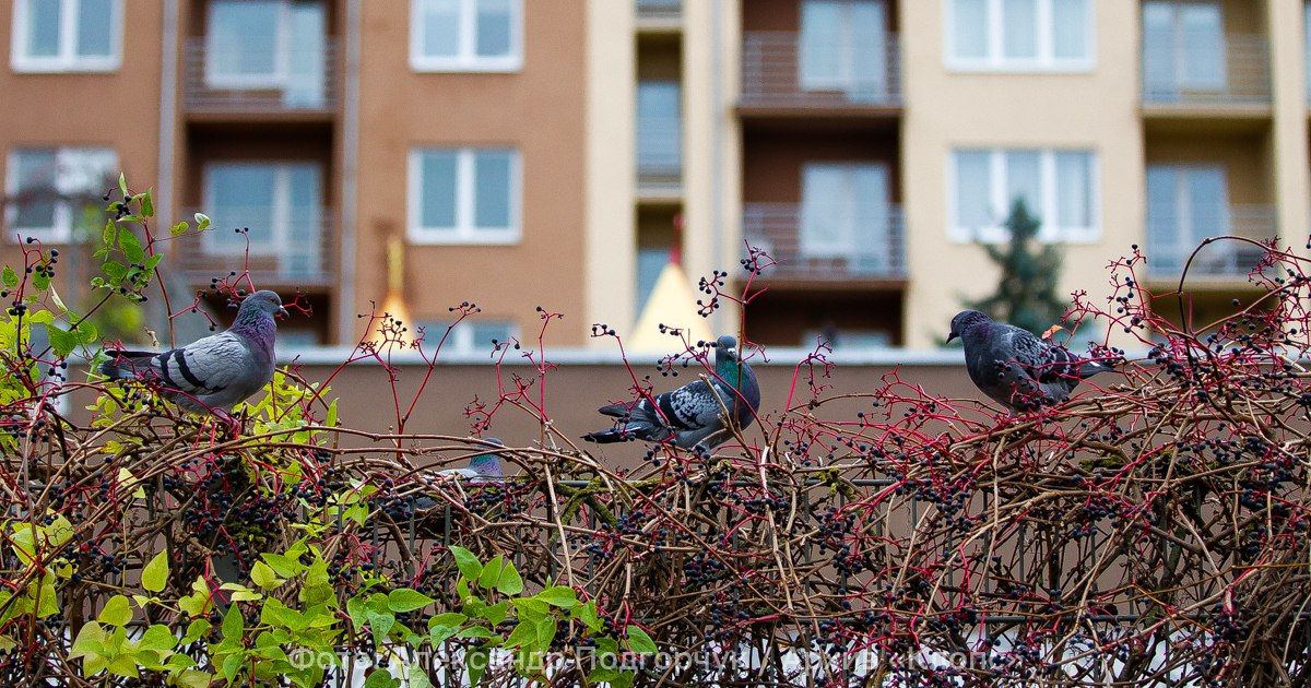 Азорский антициклон подсушит Калининградскую область: прогноз погоды на 7 сентября