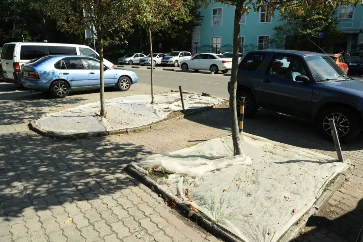 В Калининграде восстанавливают газонное покрытие на улицах города В Калининграде восстанавливают газонное покрытие на улицах города
