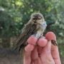 ���������, ���� � ������ ������ ������������ �������-��������� (Phylloscopus collybita) ����� ������� �������� �������� �������� � ���������������� ������� ���������� �� �������� ����