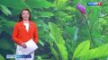 В Ботаническом саду Калининграда вновь зацвела магнолия