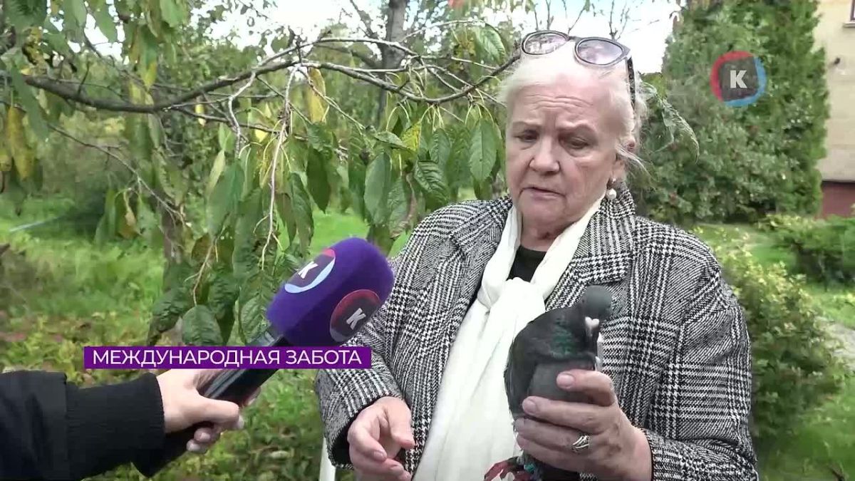В Калининградской области пенсионеры выходили заблудившегося почтового голубя из Польши