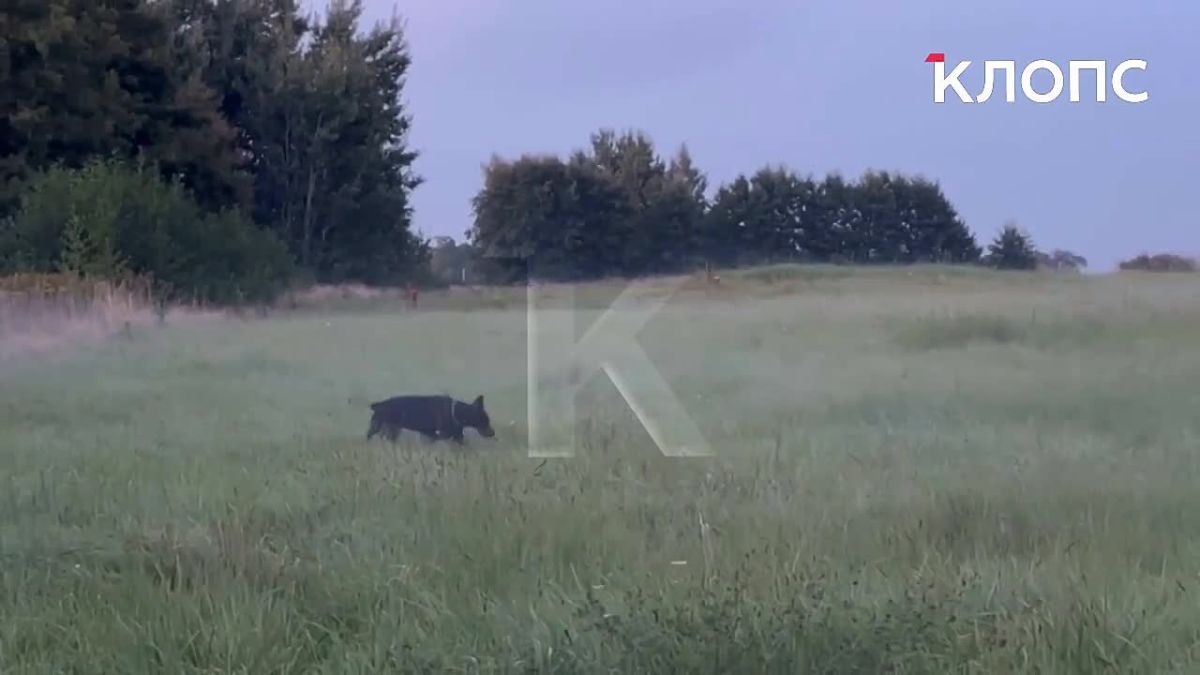 В Гурьевском районе игривая пара косуль зачаровала гулявшего добермана и ускакала прочь